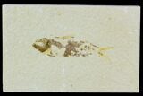 Bargain Fossil Fish (Knightia) - Wyoming #120683-1